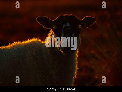 Fleece auf Feuer - Ein natürlich hinterleuchtetes Schaf, das in der frühen Morgensonne glüht. Yorkshire Moors, Großbritannien Stockfoto