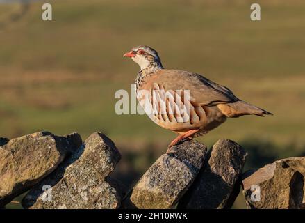 Ein französisches Rotbeiniges Rebhuhn auf einer trockenen Steinmauer mit den Yorkshire Moors dahinter. Yorkshire UK Stockfoto