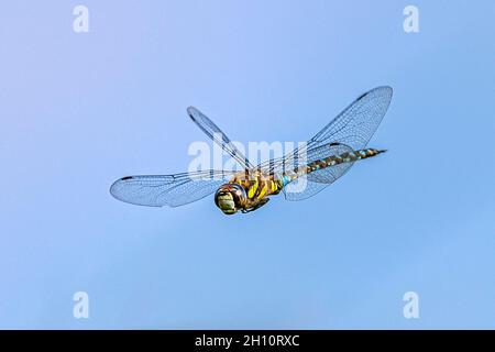 Große farbige Libelle, die in blauem Himmel fliegt - Hochgeschwindigkeitsbild Stockfoto