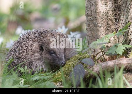 Ein einheimischer Igel (Erinaceous europaeus) eine Waldumgebung. Suffolk . UK Stockfoto