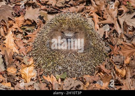 Ein einheimischer Igel, der in einem Haufen Herbstblätter schläft. Suffolk .UK Stockfoto