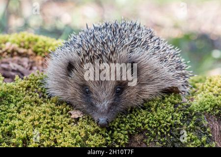 Nahaufnahme eines einheimischen Igels (Erinaceous europaeus) in einer Waldumgebung. Eine abnehmende Art. Suffolk . UK Stockfoto