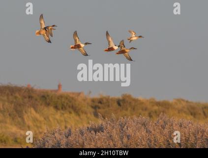 Eine Vielzahl von wilden Enten im Flug über die intertidalen Sümpfe . Shovelor und Teal . Norfolk, Großbritannien Stockfoto