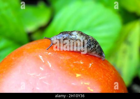 Slug - Pflanzenschädling auf Tomaten. Schnecken Es frisst eine Vielzahl von Pflanzen im Garten, darunter Gemüse, Blumen und Kräuter. Stockfoto