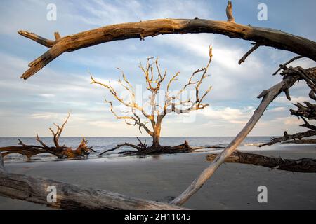 Knarrige Bäume am Driftwood Beach - Jekyll Island, Georgia, USA Stockfoto