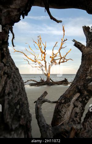 Knarrige Bäume am Driftwood Beach - Jekyll Island, Georgia, USA Stockfoto
