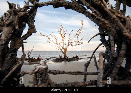 Knarrige Bäume am Driftwood Beach - Jekyll Island, Georgia, USA Stockfoto