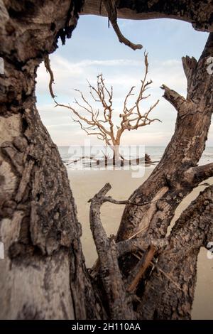 Knarrige Bäume am Driftwood Beach - Jekyll Island, Georgia, USA Stockfoto