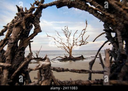 Knarrige Bäume am Driftwood Beach - Jekyll Island, Georgia, USA Stockfoto