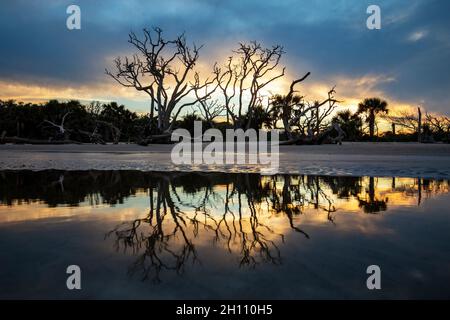 Sonnenuntergänge am Driftwood Beach - Jekyll Island, Georgia, USA Stockfoto