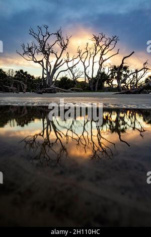 Sonnenuntergänge am Driftwood Beach - Jekyll Island, Georgia, USA Stockfoto