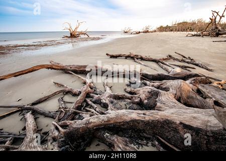 Driftwood Beach Landscape - Jekyll Island, Georgia, USA Stockfoto