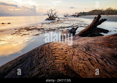 Driftwood Beach bei Sonnenaufgang - Jekyll Island, Georgia, USA Stockfoto