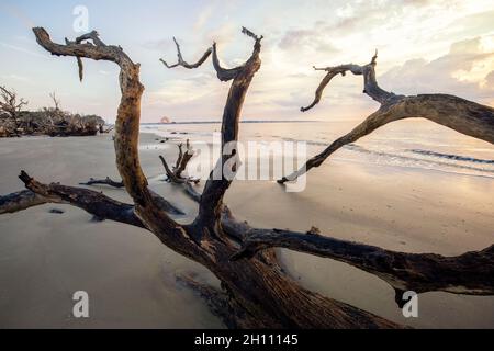 Driftwood Patterns am Driftwood Beach - Jekyll Island, Georgia, USA Stockfoto