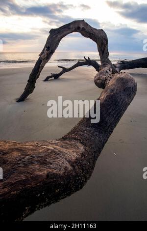 Driftwood Patterns am Driftwood Beach - Jekyll Island, Georgia, USA Stockfoto