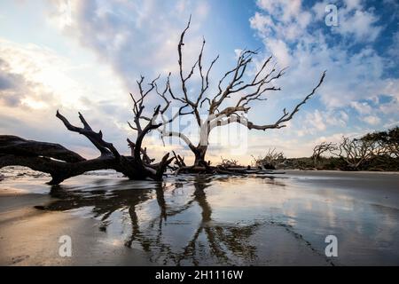 Knarrige Bäume am Driftwood Beach - Jekyll Island, Georgia, USA Stockfoto