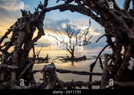 Knarrige Bäume am Driftwood Beach - Jekyll Island, Georgia, USA Stockfoto