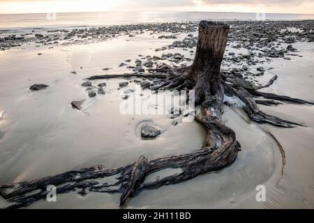 Überreste eines alten Baumstumpens und Wurzeln am Driftwood Beach - Jekyll Island, Georgia, USA Stockfoto