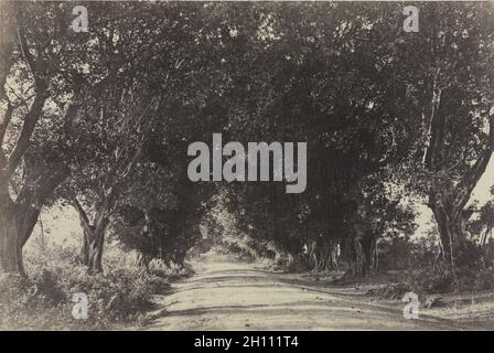 Fotografische Ansichten von Ryakotta und anderen Orten im Stadtteil Salem, pl. IX: Avenue of the Banian Trees, Seringham, Indien, 1858. Hauptmann Linnaeus Kutteln (Britisch, 1822-1902). Gesalzener Papierdruck, albuminisiert, aus Calotypennegativem; Bild: 24.6 x 37 cm (9 11/16 x 14 9/16 in.); mattiert: 50.8 x 61 cm (20 x 24 in.). Stockfoto