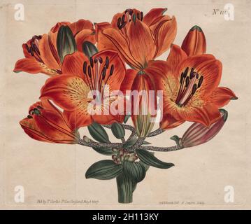 Die Botanical Magazine oder Blumengarten angezeigt: Umbel-Flowering Bulb-Bearing Orange-Lily, 1807. Thomas Curtis (British, 1846-1920). Gravur, von Hand gefärbt; Plattenrand: 20,3 x 24,4 cm (8 x 9 5/8 in.). Stockfoto