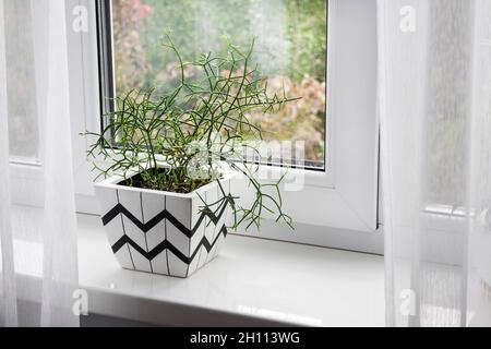 Weißer quadratischer Blumentopf mit geometrischem Muster und eingepflanzener rhipsalis-Pflanze steht auf der Fensterbank Stockfoto