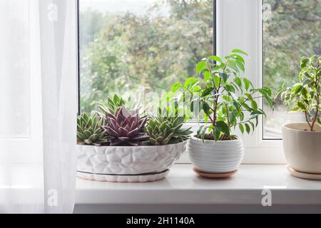 Fenster mit weißem Tüll und Topfpflanzen auf Fensterbank. Blick auf die Natur aus dem Fenster Stockfoto