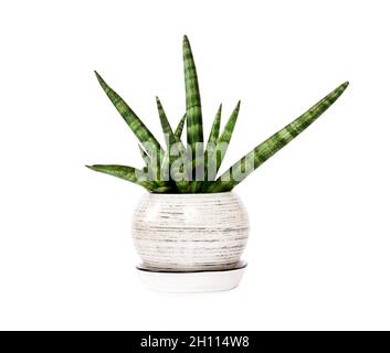 Vergossene Sansevieria cylindrica var. Patula isoliert auf weißem Hintergrund. Sansevieria cylindrica auch als zylindrische Schlangenpflanze, afrikanische Spea, bekannt Stockfoto