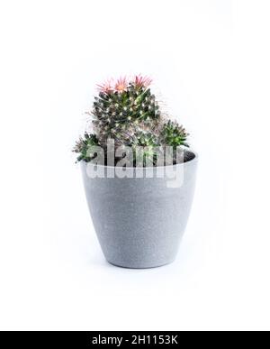 Mammillaria Kaktus in einem Topf isoliert auf weißem Hintergrund Stockfoto