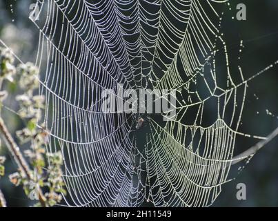 Tautropfen glitzern auf einem Spinnennetz, Lichtreflexionen und Farben Stockfoto