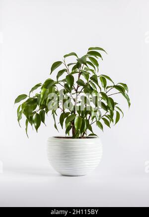 Topfpflanze Ficus benjamina auf weißem Hintergrund. Grüne benjamin-Pflanze für die Innendekoration. Stockfoto