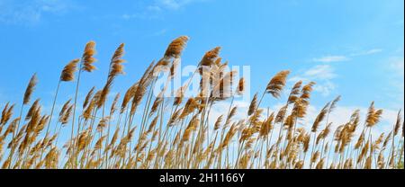 Schilf und Rohrkegel am Flussufer. Hohes Gras am Himmel. Breitformat. Stockfoto