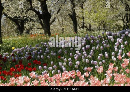 Eine üppige Frühlingswiese voller farbenfroher Tulpen auf der Blumeninsel Mainau in Deutschland Stockfoto