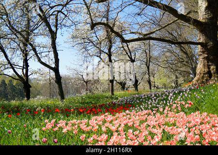 Eine üppige Frühlingswiese voller farbenfroher Tulpen auf der Blumeninsel Mainau in Deutschland Stockfoto