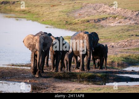 Eine Herde afrikanischer Elefanten, Loxodonta africana, die am Ufer des Chobe River spazieren. Chobe River, Chobe National Park, Botswana. Stockfoto
