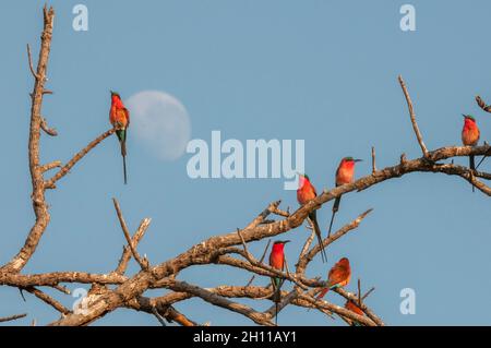 Eine Herde südlicher Carminbienenfresser, Merops nubicoides, die auf Baumzweigen sitzt. Chobe National Park, Botswana. Stockfoto