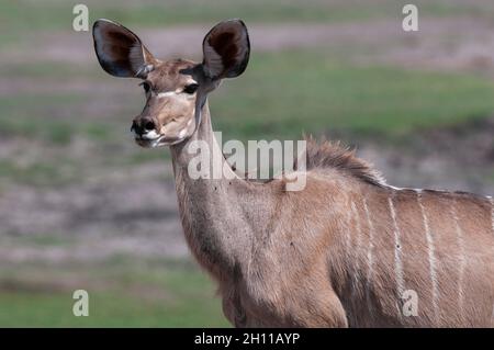 Porträt einer weiblichen Großkudu, Tragelaphus strepsiceros. Chobe National Park, Botswana. Stockfoto