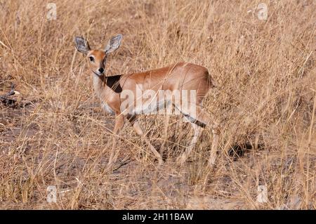 Porträt eines weiblichen Steenbocks, Raphicerus campestris. Savuti, Chobe National Park, Botswana. Stockfoto