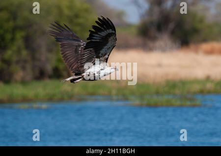 Ein juveniler afrikanischer Fischadler, Haliaeetus vocifer, im Flug. Okavango Delta, Botswana. Stockfoto