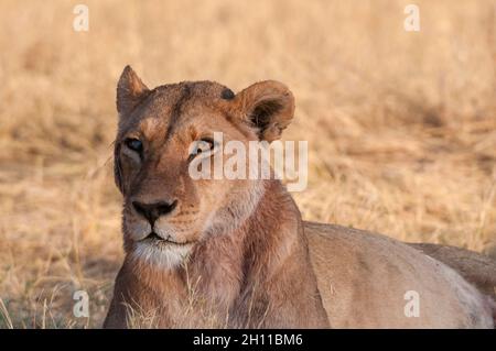 Porträt einer Löwin, Panthera leo, blind im rechten Auge. Okavango Delta, Botswana. Stockfoto