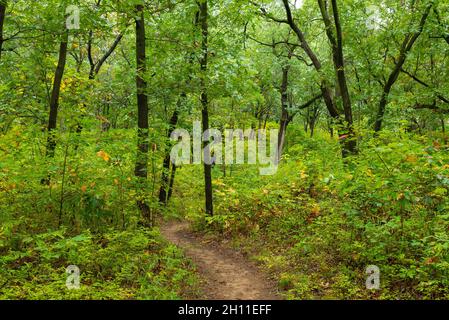 Herbstlandschaft entlang des Cowles Bog Trail an einem regnerischen Morgen. Indiana Dunes National Park, Indiana, USA Stockfoto
