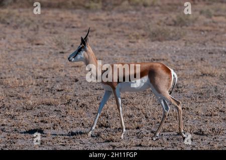 Porträt eines Springbocks, Antidorcas marsupialis, wandelnd. Central Kalahari Game Reserve, Botswana. Stockfoto