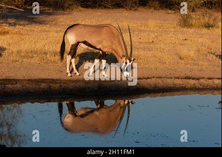 Ein Gemsbok, Oryx gazella, nähert sich einem Wasserloch. Central Kalahari Game Reserve, Botswana. Stockfoto