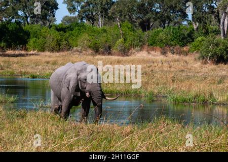 Ein afrikanischer Elefant, Loxodonta africana, an einem Ufer des Khwai-Flusses. Khwai River, Khwai Concession Area, Okavango Delta, Botswana. Stockfoto