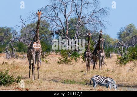 Südliche Giraffen, Giraffa camelopardalis, nähern sich einem Wasserloch, wo ein Flachzebra trinkt, Equus quagga. Khwai Konzession Area, Okavango Del Stockfoto