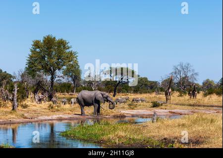 Ein afrikanischer Elefant, Loxodonta africana, Zebras, Equus quagga und südliche Giraffen, Giraffa camelopardalis, gesammelt an einem Wasserloch. Khwai Co Stockfoto