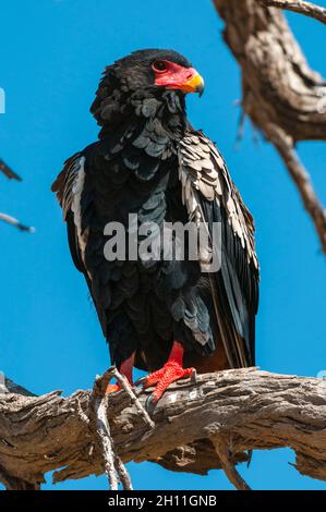 Nahaufnahme eines Bateleur-Adlers, Terathopius ecaudatus, der auf einem toten Ast thront. Konzessionsgebiet Khwai, Okavango-Delta, Botswana. Stockfoto