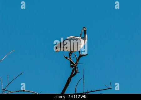 Ein afrikanischer heiliger Ibis, Threskiornis aethiopicus, threskiornis, threskiornis, threskiornis, threskiopicus, Konzessionsgebiet Khwai, Okavango-Delta, Botswana. Stockfoto