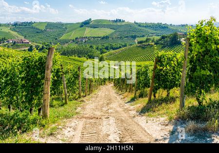 Wunderschöne Hügel und Weinberge rund um Barbaresco Dorf in der Langhe Region. Cuneo, Piemont, Italien. Stockfoto