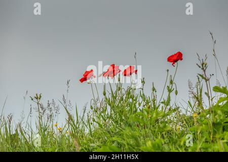 Nahaufnahme eines schönen leuchtend roten, blühenden Mohns, Papaver, mit Blumen und hängenden, haarigen Blütenknospen und Blütenstielen vor einem klaren Hintergrund Stockfoto