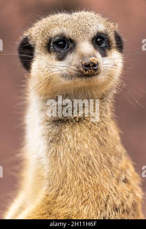 Vertikale Aufnahme eines Meercat Stockfoto